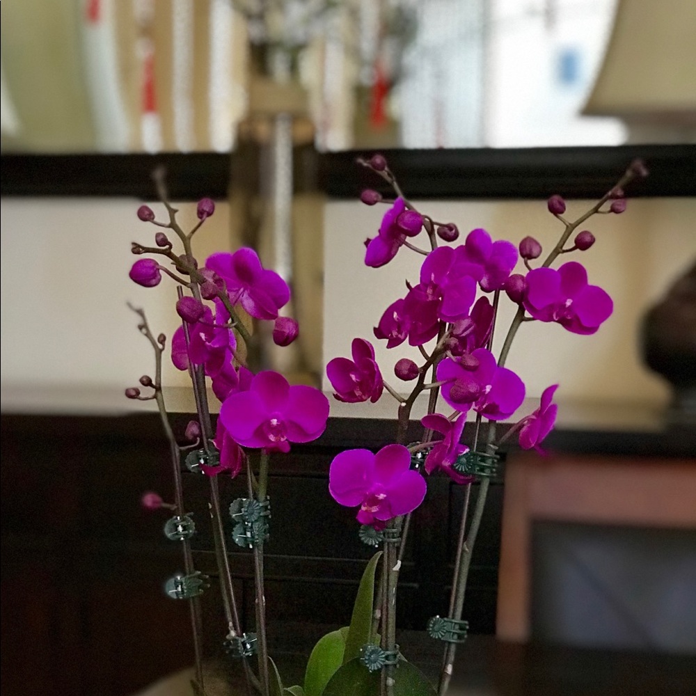 Meet your Posher, Terri